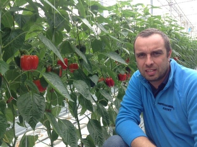 Producent Didier Algoet bij de nieuwe oogst van zijn paprika's in week11 in Mechelen.