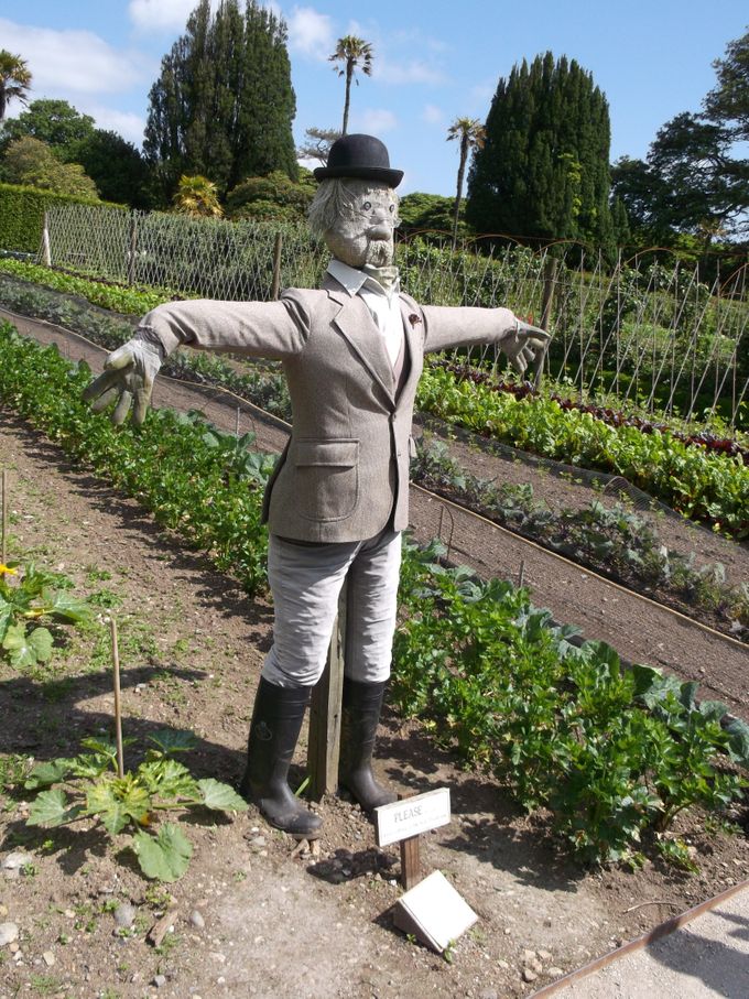 Prachtige bewaker in Engelse groente tuin.