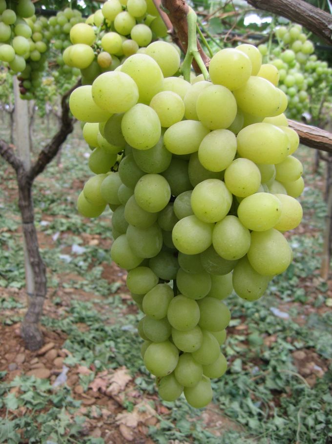 Prachtige tros Italia druiven. Druiven rijpen van boven naar onder.





















Druiven worden het ganse jaar door verkocht in de winkel en op de markt.
Als seizoensproduct zijn ze evenwel het lekkerste in de herfst. 
De meeste tafeldruiven komen uit het zuiden van Italië. Dit begint met de variëteit Victoria die reeds rijp is vanaf juli/ augustus.
Weet dat deze eerste soort een korte bewaring heeft en de druiven snel van de tros los komen.
De lekkerste witte druiven ( varieteit ITALIA ) zijn rijp vanaf september . Dit is heel normaal want druiven zijn een herfst product .Deze lekkere druiven blijven in de markt zelfs tot december. Start dus niet te vroeg met dit belangrijk seizoens artikel, want ze zijn op hun best vanaf september en tot november. 

De betere merken in druiven zullen steeds zorgen dat er tussen de 8 en 10 trossen in een kist zitten. De druiven worden met veel zorg s'morgens vroeg manueel verpakt op het veld zelf. Om een vrachtwagen van ong. 20 ton klaar te maken zijn er zeker een 50- tal personen nodig.' Op dag 1 verpakt' wil zeggen dat ze op dag 3 in Brussel toekomen op het invoerderscentrum.

De betere merken zullen ook zorgen dat er op het etiket steeds een verpakkingsdatum staat. Alzo kunt u als winkelier de versheid goed opvolgen.