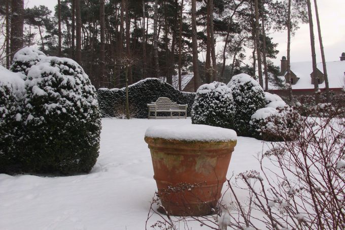 Tuin in de winter.Buxus wolk onder sneeuwtapijt.