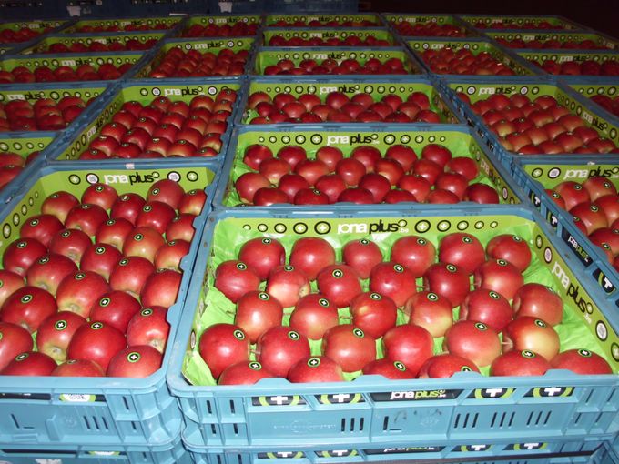 Naast de druiven adviseren we om ook zeker voldoende ruimte te geven aan de appelen en peren van de nieuwe oogst vanaf september.





