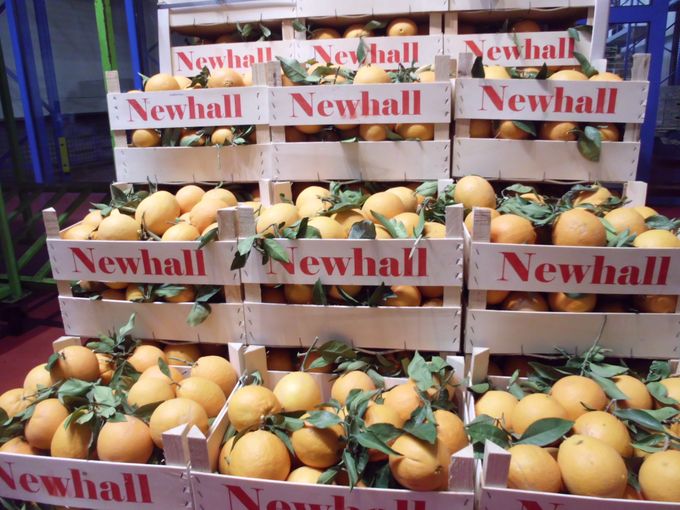 We beginnen ze meer en meer te zien de appelsienen met blad.
Dit is toch wel een artikel waarmee de fruitspecialist zich kan onderscheiden van de supermarkt.