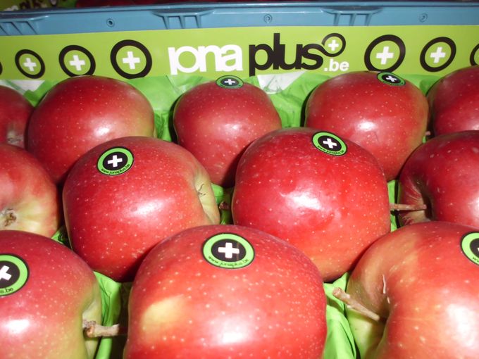 Een JONAGOLD appel die met fierheid naast de PINK LADY kan staan. Iedere appel heeft ook een sticker. Zeker een artikel voor de specialisten, de betere marktkramer. 
