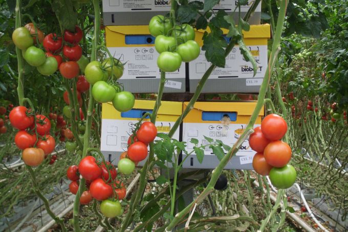 Bij de milieuvriendelijke productie van de Flandria tomaten gebeurd de bestuiving met hommels van BIOBEST. 