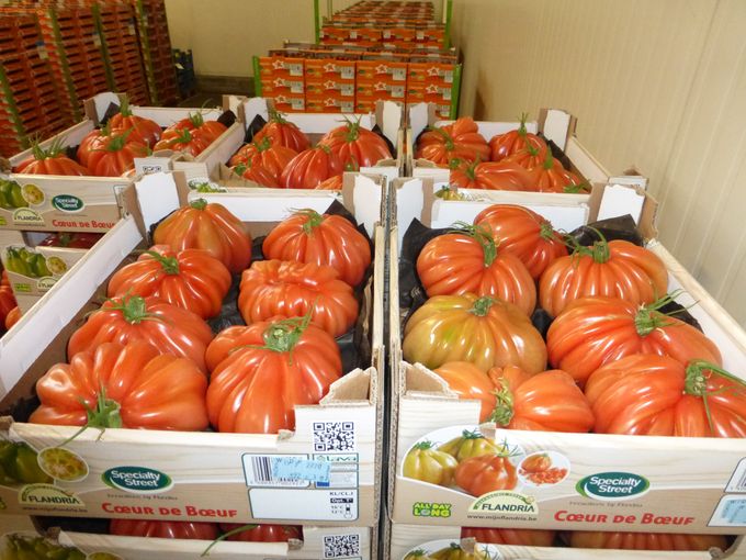 Dit zijn tomaten voor de echte liefhebbers.
Ze zijn op hun best als ze nog wat groen zijn.