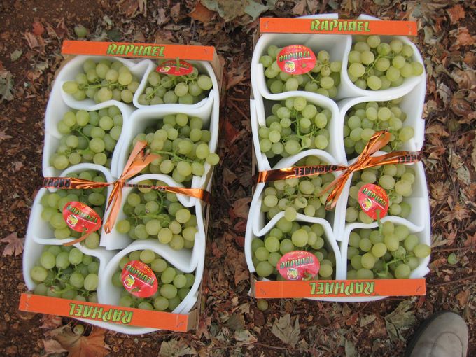 Kwaliteitsmerken bevatten 8 tot max 10 trossen druiven per kist.