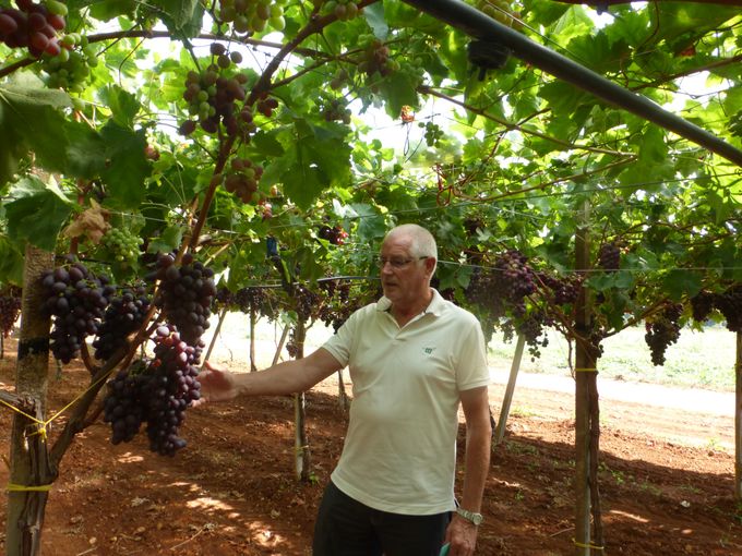 We zien in Italië een sterke groei in de pitloze druiven.
Meer en meer zien we variëteiten die ook per tros kunnen verkocht worden. Maw de druiven blijven vast aan de steeltjes zitten. 