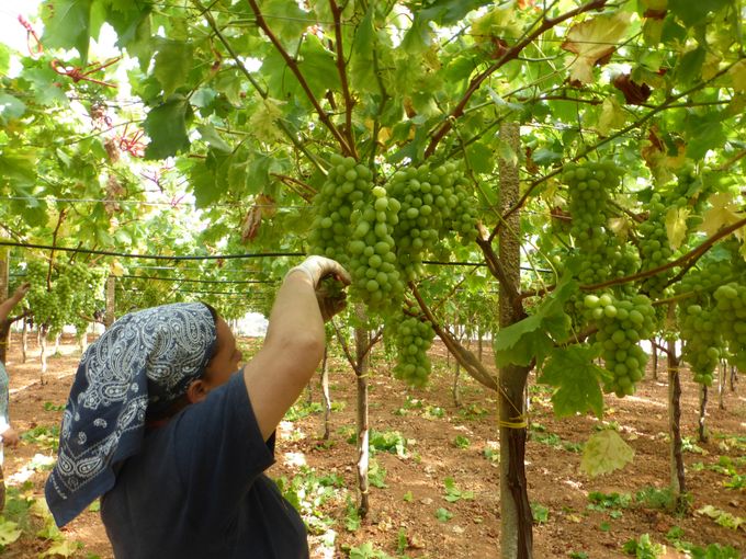 Bij Di Donna vonden we mooie en zeer nette plantages. De aandacht die hier wordt gegeven aan de kwaliteit van hun pitloze druiven is toch wel bijzonder.