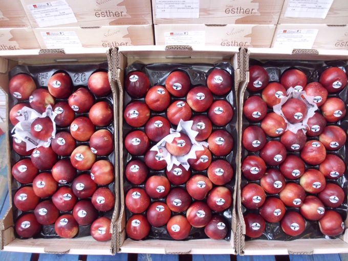 ESTER Selection een van de betere Spaande merken in perziken en nectarines gezien bij invoerder Ringoet te Brussel. 