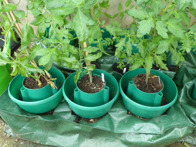 Handige pot om tomaten in te planten en ze niet alle dagen moeten water te geven.