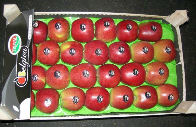 Belgica appel nieuwe oogst .Dit is de ideale appel van bij ons om te verkopen vooraleer de nieuwe Jonagold komt.