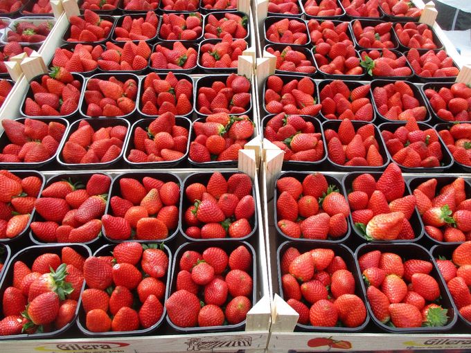 Vanaf maart beginnen de Belgische aardbeien zich te mengen in de verkoop.  