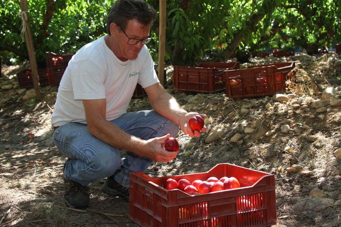 Bij top producenten zoals bij Bayard zul je zien dat ze steeds plukken in kleine kisten zodat de vruchten niet teveel op mekaar liggen.