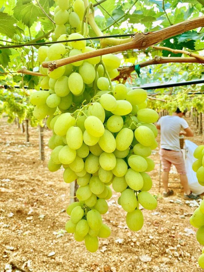 Ja september en oktober zijn de beste maanden voor de lekkere druiven uit Italië druiven. Nu zijn ze volledig natuurlijk rijp. Deze foto heb ik genomen in het zuiden van Italië. Het is de variëteit ITALIA.