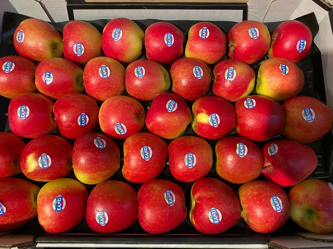 De lekkere Kanzi appel is geboren in België. Het is een club appel die dus ook in andere landen kan worden aangeplant volgens bepaalde afspraken. Van oktober tot mei/juni komt hij zeker van bij ons in België. 