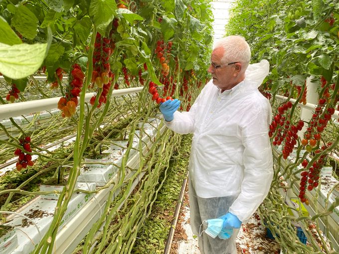 Regelmatig bezoeken we de productie van tomaten bij Flandria producenten die met kwaliteit bezig zijn. 