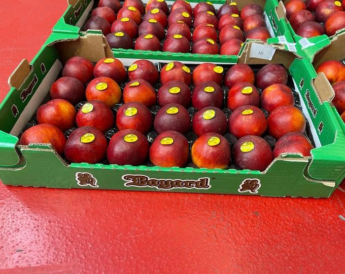 Het seizoen van het lekkere Franse steenfruit  loopt van eind juni tot eind september  volop.Geniet er dus voldoende van. . Nog meer weten kijk op rubriek steenfruit, nectarine/perzik. Van augustus zijn de vruchten ook iets dikker en lekker van smaak. Het zijn dan ook andere variëteiten.
